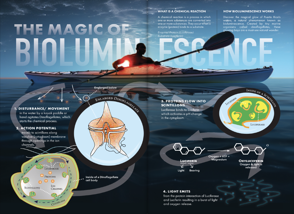 Infographic explaining how bioluminescence functions