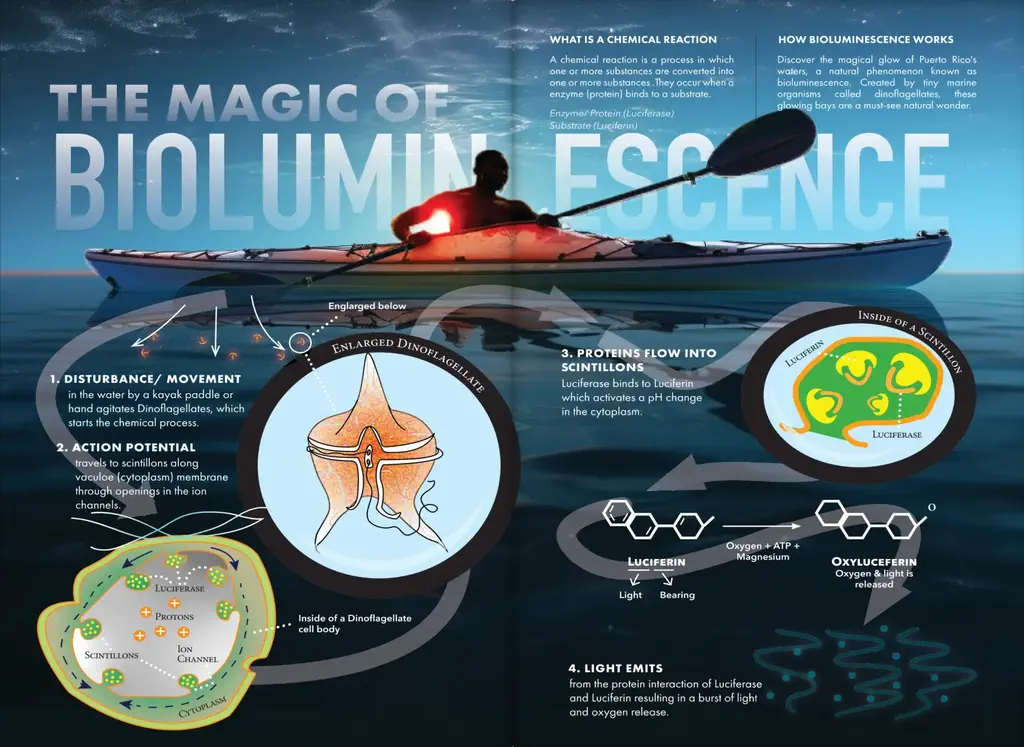 Infographic explaining how bioluminescence functions